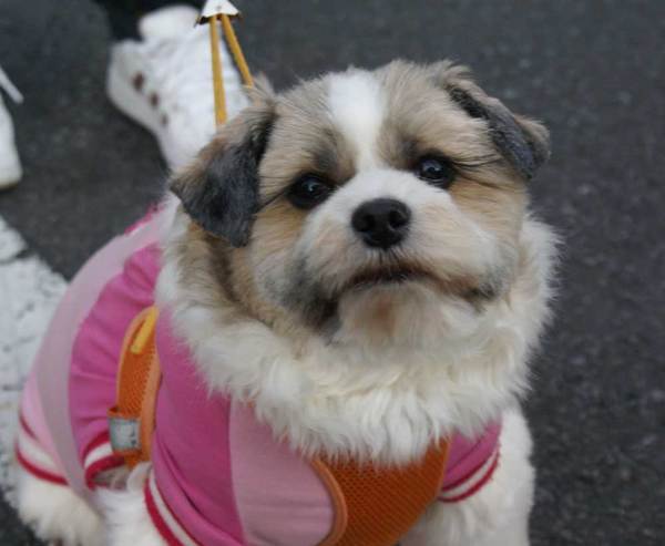 koharu1000_06.jpg